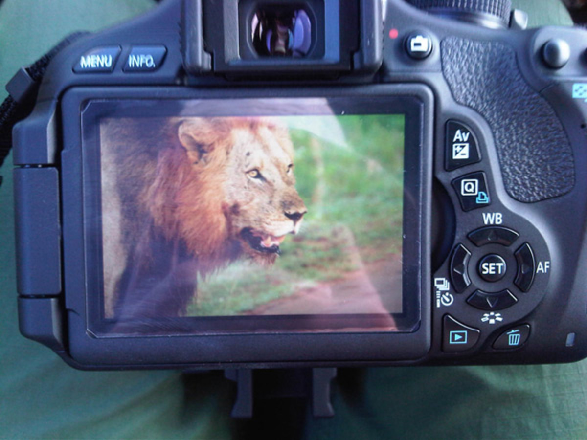 natasha-barnard-wildlife-11.jpg